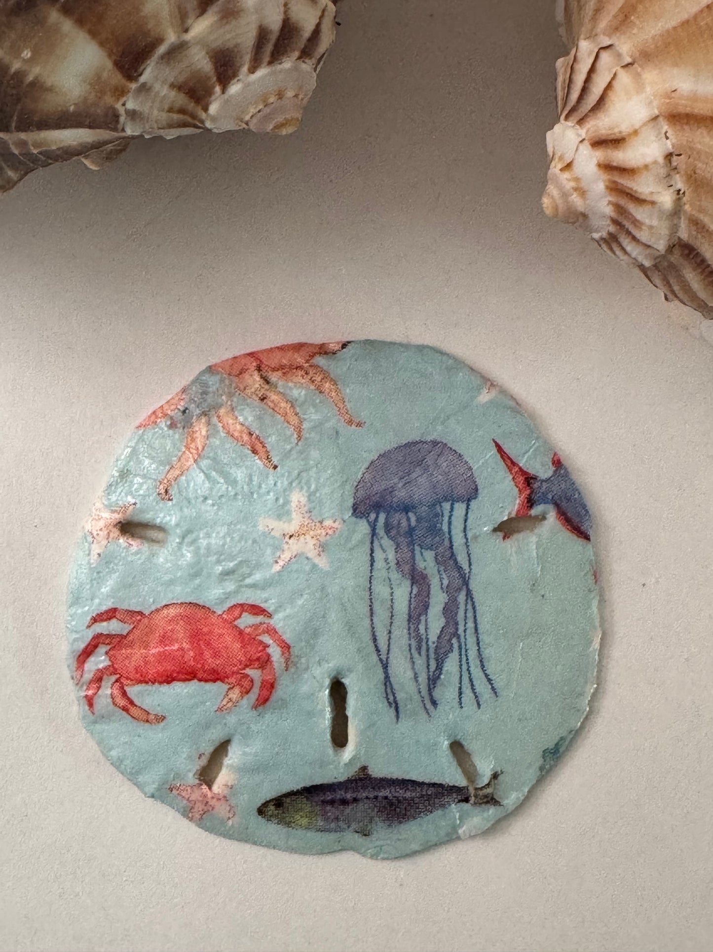 Sand Dollar