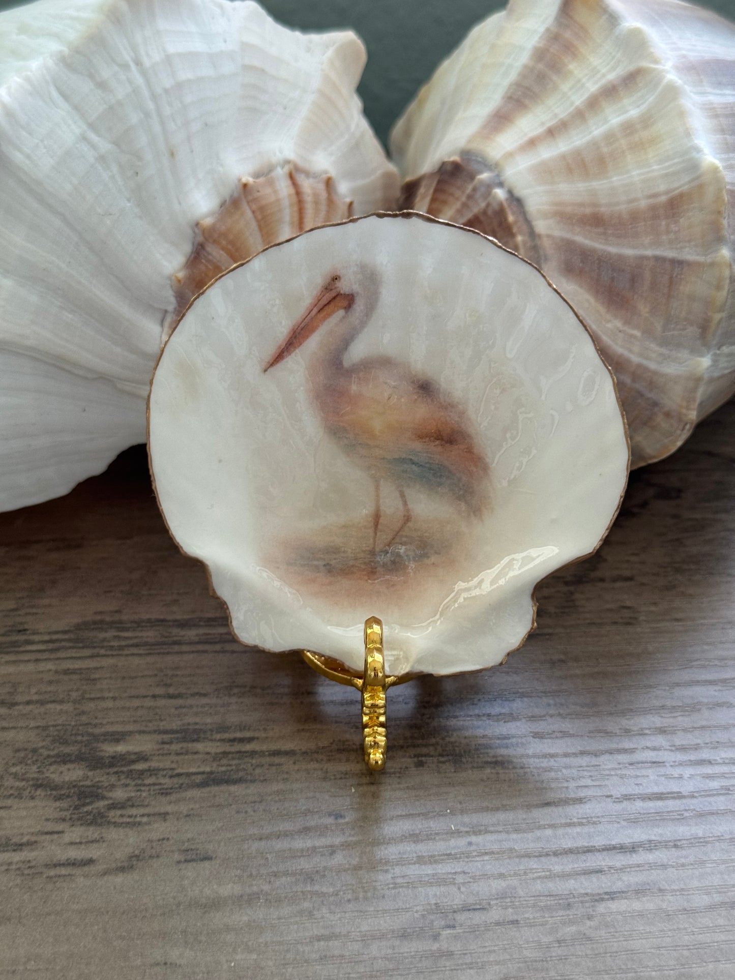 Seaside Expressions Scallop Shell