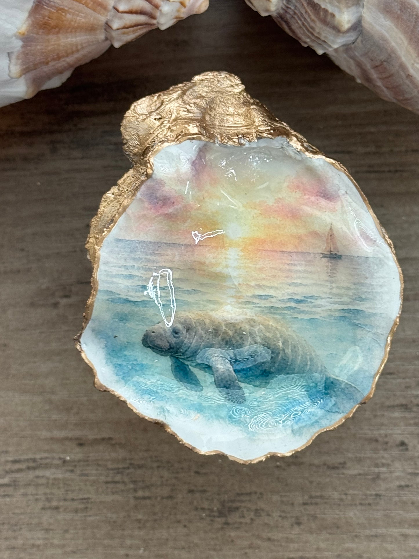 Manatee Oyster Shell