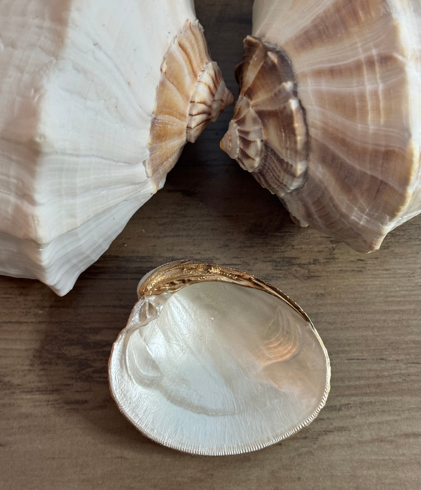 Seaside Expressions Trinket Tray