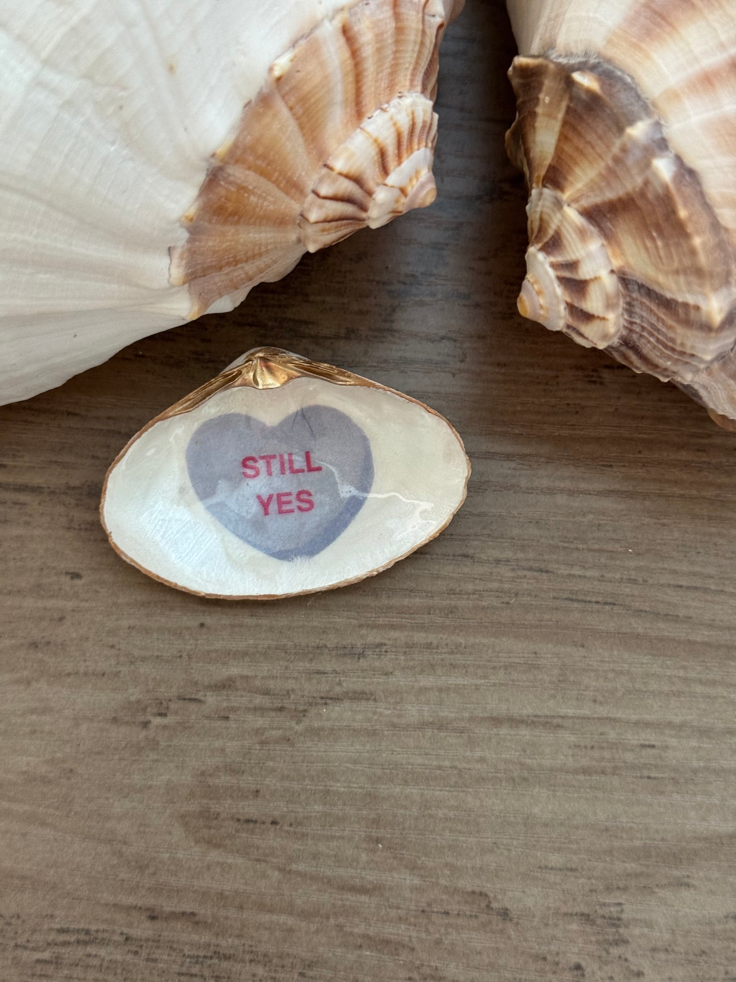 Sweetheart Shell