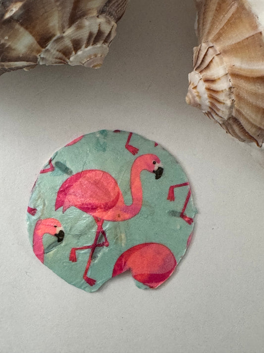 Sand Dollar