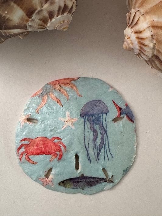 Sand Dollar