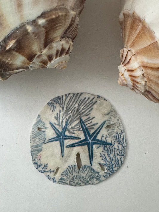Sand Dollar