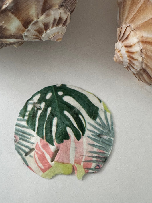 Sand Dollar
